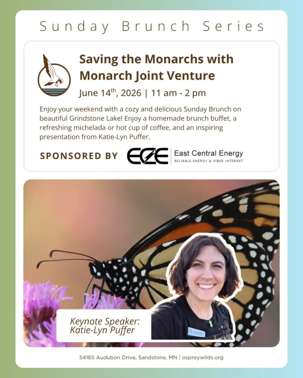 Sunday Brunch Series event poster featuring monarch butterfly conservation presentation by Katie-Lyn Puffer at Grindstone Lake in Sandstone on June 14, 2026.